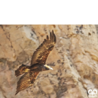 گونه عقاب طلایی Golden Eagle